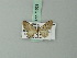  (Eupithecia invicta - BC ZSM Lep 71851)  @11 [ ] CreativeCommons - Attribution Non-Commercial Share-Alike (2015) Axel Hausmann/Bavarian State Collection of Zoology (ZSM) SNSB, Zoologische Staatssammlung Muenchen