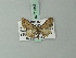  ( - BC ZSM Lep 71853)  @11 [ ] CreativeCommons - Attribution Non-Commercial Share-Alike (2015) Axel Hausmann/Bavarian State Collection of Zoology (ZSM) SNSB, Zoologische Staatssammlung Muenchen