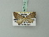  (Eupithecia flavitornata - BC ZSM Lep 71855)  @11 [ ] CreativeCommons - Attribution Non-Commercial Share-Alike (2015) Axel Hausmann/Bavarian State Collection of Zoology (ZSM) SNSB, Zoologische Staatssammlung Muenchen