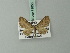  (Eupithecia barteli - BC ZSM Lep 71856)  @11 [ ] CreativeCommons - Attribution Non-Commercial Share-Alike (2015) Axel Hausmann/Bavarian State Collection of Zoology (ZSM) SNSB, Zoologische Staatssammlung Muenchen