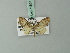  (Eupithecia schnitzleri - BC ZSM Lep 71857)  @11 [ ] CreativeCommons - Attribution Non-Commercial Share-Alike (2015) Axel Hausmann/Bavarian State Collection of Zoology (ZSM) SNSB, Zoologische Staatssammlung Muenchen