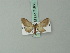  (Eupithecia vinaceata - BC ZSM Lep 71866)  @11 [ ] CreativeCommons - Attribution Non-Commercial Share-Alike (2015) Axel Hausmann/Bavarian State Collection of Zoology (ZSM) SNSB, Zoologische Staatssammlung Muenchen