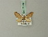  ( - BC ZSM Lep 71870)  @11 [ ] CreativeCommons - Attribution Non-Commercial Share-Alike (2015) Axel Hausmann/Bavarian State Collection of Zoology (ZSM) SNSB, Zoologische Staatssammlung Muenchen