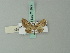  ( - BC ZSM Lep 71872)  @13 [ ] CreativeCommons - Attribution Non-Commercial Share-Alike (2015) Axel Hausmann/Bavarian State Collection of Zoology (ZSM) SNSB, Zoologische Staatssammlung Muenchen