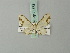  (Eupithecia cunina - BC ZSM Lep 71873)  @11 [ ] CreativeCommons - Attribution Non-Commercial Share-Alike (2015) Axel Hausmann/Bavarian State Collection of Zoology (ZSM) SNSB, Zoologische Staatssammlung Muenchen