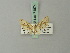  (Eupithecia junctifascia - BC ZSM Lep 71874)  @11 [ ] CreativeCommons - Attribution Non-Commercial Share-Alike (2015) Axel Hausmann/Bavarian State Collection of Zoology (ZSM) SNSB, Zoologische Staatssammlung Muenchen