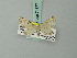  (Eupithecia nigrodiscata - BC ZSM Lep 71877)  @13 [ ] CreativeCommons - Attribution Non-Commercial Share-Alike (2015) Axel Hausmann/Bavarian State Collection of Zoology (ZSM) SNSB, Zoologische Staatssammlung Muenchen