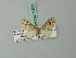  (Eupithecia birufata - BC ZSM Lep 71882)  @11 [ ] CreativeCommons - Attribution Non-Commercial Share-Alike (2015) Axel Hausmann/Bavarian State Collection of Zoology (ZSM) SNSB, Zoologische Staatssammlung Muenchen