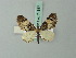  (Eupithecia pieria - BC ZSM Lep 71887)  @11 [ ] CreativeCommons - Attribution Non-Commercial Share-Alike (2015) Axel Hausmann/Bavarian State Collection of Zoology (ZSM) SNSB, Zoologische Staatssammlung Muenchen