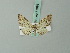  (Eupithecia rubellicincta - BC ZSM Lep 71891)  @11 [ ] CreativeCommons - Attribution Non-Commercial Share-Alike (2015) Axel Hausmann/Bavarian State Collection of Zoology (ZSM) SNSB, Zoologische Staatssammlung Muenchen