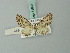  (Eupithecia matura - BC ZSM Lep 71893)  @11 [ ] CreativeCommons - Attribution Non-Commercial Share-Alike (2015) Axel Hausmann/Bavarian State Collection of Zoology (ZSM) SNSB, Zoologische Staatssammlung Muenchen