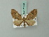  (Eupithecia hodeberti - BC ZSM Lep 71894)  @11 [ ] CreativeCommons - Attribution Non-Commercial Share-Alike (2015) Axel Hausmann/Bavarian State Collection of Zoology (ZSM) SNSB, Zoologische Staatssammlung Muenchen