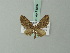  (Eupithecia assimilis - BC ZSM Lep 71897)  @14 [ ] CreativeCommons - Attribution Non-Commercial Share-Alike (2015) Axel Hausmann/Bavarian State Collection of Zoology (ZSM) SNSB, Zoologische Staatssammlung Muenchen