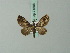  (Eupithecia lecerfiata - BC ZSM Lep 71898)  @11 [ ] CreativeCommons - Attribution Non-Commercial Share-Alike (2015) Axel Hausmann/Bavarian State Collection of Zoology (ZSM) SNSB, Zoologische Staatssammlung Muenchen