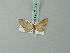  (Eupithecia atricollaris - BC ZSM Lep 71905)  @11 [ ] CreativeCommons - Attribution Non-Commercial Share-Alike (2015) Axel Hausmann/Bavarian State Collection of Zoology (ZSM) SNSB, Zoologische Staatssammlung Muenchen