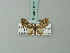  (Eupithecia dormita - BC ZSM Lep 71911)  @11 [ ] CreativeCommons - Attribution Non-Commercial Share-Alike (2015) Axel Hausmann/Bavarian State Collection of Zoology (ZSM) SNSB, Zoologische Staatssammlung Muenchen