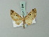  ( - BC ZSM Lep 71914)  @12 [ ] CreativeCommons - Attribution Non-Commercial Share-Alike (2015) Axel Hausmann/Bavarian State Collection of Zoology (ZSM) SNSB, Zoologische Staatssammlung Muenchen