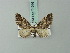  (Eupithecia albiceps - BC ZSM Lep 71916)  @11 [ ] CreativeCommons - Attribution Non-Commercial Share-Alike (2015) Axel Hausmann/Bavarian State Collection of Zoology (ZSM) SNSB, Zoologische Staatssammlung Muenchen