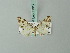  (Eupithecia candidata - BC ZSM Lep 71917)  @11 [ ] CreativeCommons - Attribution Non-Commercial Share-Alike (2015) Axel Hausmann/Bavarian State Collection of Zoology (ZSM) SNSB, Zoologische Staatssammlung Muenchen