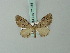  (Eupithecia trigenuata - BC ZSM Lep 71918)  @11 [ ] CreativeCommons - Attribution Non-Commercial Share-Alike (2015) Axel Hausmann/Bavarian State Collection of Zoology (ZSM) SNSB, Zoologische Staatssammlung Muenchen