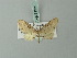  (Eupithecia adspersata - BC ZSM Lep 71921)  @11 [ ] CreativeCommons - Attribution Non-Commercial Share-Alike (2015) Axel Hausmann/Bavarian State Collection of Zoology (ZSM) SNSB, Zoologische Staatssammlung Muenchen