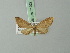  (Eupithecia nadiae - BC ZSM Lep 71922)  @11 [ ] CreativeCommons - Attribution Non-Commercial Share-Alike (2015) Axel Hausmann/Bavarian State Collection of Zoology (ZSM) SNSB, Zoologische Staatssammlung Muenchen