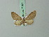  (Eupithecia pulgata - BC ZSM Lep 71924)  @14 [ ] CreativeCommons - Attribution Non-Commercial Share-Alike (2015) Axel Hausmann/Bavarian State Collection of Zoology (ZSM) SNSB, Zoologische Staatssammlung Muenchen