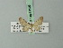  (Eupithecia arenaria - BC ZSM Lep 71925)  @11 [ ] CreativeCommons - Attribution Non-Commercial Share-Alike (2015) Axel Hausmann/Bavarian State Collection of Zoology (ZSM) SNSB, Zoologische Staatssammlung Muenchen