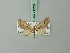  ( - BC ZSM Lep 71926)  @11 [ ] CreativeCommons - Attribution Non-Commercial Share-Alike (2015) Axel Hausmann/Bavarian State Collection of Zoology (ZSM) SNSB, Zoologische Staatssammlung Muenchen