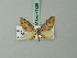  (Eupithecia regulella - BC ZSM Lep 71928)  @11 [ ] CreativeCommons - Attribution Non-Commercial Share-Alike (2015) Axel Hausmann/Bavarian State Collection of Zoology (ZSM) SNSB, Zoologische Staatssammlung Muenchen