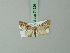  (Eupithecia apicistrigata - BC ZSM Lep 71929)  @11 [ ] CreativeCommons - Attribution Non-Commercial Share-Alike (2015) Axel Hausmann/Bavarian State Collection of Zoology (ZSM) SNSB, Zoologische Staatssammlung Muenchen