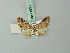  (Eupithecia albifusca - BC ZSM Lep 71930)  @11 [ ] CreativeCommons - Attribution Non-Commercial Share-Alike (2015) Axel Hausmann/Bavarian State Collection of Zoology (ZSM) SNSB, Zoologische Staatssammlung Muenchen