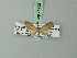  (Eupithecia hastaria - BC ZSM Lep 71932)  @11 [ ] CreativeCommons - Attribution Non-Commercial Share-Alike (2015) Axel Hausmann/Bavarian State Collection of Zoology (ZSM) SNSB, Zoologische Staatssammlung Muenchen