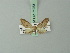  (Eupithecia discretata - BC ZSM Lep 71933)  @11 [ ] CreativeCommons - Attribution Non-Commercial Share-Alike (2015) Axel Hausmann/Bavarian State Collection of Zoology (ZSM) SNSB, Zoologische Staatssammlung Muenchen