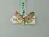  (Eupithecia tritaria - BC ZSM Lep 71934)  @11 [ ] CreativeCommons - Attribution Non-Commercial Share-Alike (2015) Axel Hausmann/Bavarian State Collection of Zoology (ZSM) SNSB, Zoologische Staatssammlung Muenchen