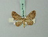  (Eupithecia orsetilla - BC ZSM Lep 71936)  @11 [ ] CreativeCommons - Attribution Non-Commercial Share-Alike (2015) Axel Hausmann/Bavarian State Collection of Zoology (ZSM) SNSB, Zoologische Staatssammlung Muenchen