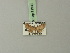  (Chloroclystis comorana - BC ZSM Lep 71939)  @13 [ ] CreativeCommons - Attribution Non-Commercial Share-Alike (2015) Axel Hausmann/Bavarian State Collection of Zoology (ZSM) SNSB, Zoologische Staatssammlung Muenchen