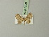  (Chloroclystis peremptata - BC ZSM Lep 71940)  @11 [ ] CreativeCommons - Attribution Non-Commercial Share-Alike (2015) Axel Hausmann/Bavarian State Collection of Zoology (ZSM) SNSB, Zoologische Staatssammlung Muenchen
