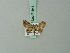  ( - BC ZSM Lep 71941)  @13 [ ] CreativeCommons - Attribution Non-Commercial Share-Alike (2015) Axel Hausmann/Bavarian State Collection of Zoology (ZSM) SNSB, Zoologische Staatssammlung Muenchen