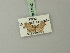  (Chloroclystis sinuosa - BC ZSM Lep 71942)  @11 [ ] CreativeCommons - Attribution Non-Commercial Share-Alike (2015) Axel Hausmann/Bavarian State Collection of Zoology (ZSM) SNSB, Zoologische Staatssammlung Muenchen