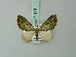  (Chloroclystis palpata - BC ZSM Lep 71943)  @14 [ ] CreativeCommons - Attribution Non-Commercial Share-Alike (2015) Axel Hausmann/Bavarian State Collection of Zoology (ZSM) SNSB, Zoologische Staatssammlung Muenchen