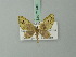  (Chloroclystis velutina - BC ZSM Lep 71945)  @11 [ ] CreativeCommons - Attribution Non-Commercial Share-Alike (2015) Axel Hausmann/Bavarian State Collection of Zoology (ZSM) SNSB, Zoologische Staatssammlung Muenchen