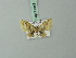  (Chloroclystis nubifera - BC ZSM Lep 71947)  @11 [ ] CreativeCommons - Attribution Non-Commercial Share-Alike (2015) Axel Hausmann/Bavarian State Collection of Zoology (ZSM) SNSB, Zoologische Staatssammlung Muenchen