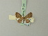  (Sigilliclystis - BC ZSM Lep 71952)  @11 [ ] CreativeCommons - Attribution Non-Commercial Share-Alike (2015) Axel Hausmann/Bavarian State Collection of Zoology (ZSM) SNSB, Zoologische Staatssammlung Muenchen