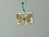  (Chloroclystis bursacristata - BC ZSM Lep 71955)  @11 [ ] CreativeCommons - Attribution Non-Commercial Share-Alike (2015) Axel Hausmann/Bavarian State Collection of Zoology (ZSM) SNSB, Zoologische Staatssammlung Muenchen