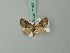  (Pasiphilodes regularis - BC ZSM Lep 71957)  @11 [ ] CreativeCommons - Attribution Non-Commercial Share-Alike (2015) Axel Hausmann/Bavarian State Collection of Zoology (ZSM) SNSB, Zoologische Staatssammlung Muenchen
