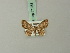  (Glaucoclystis polyodonta - BC ZSM Lep 71958)  @11 [ ] CreativeCommons - Attribution Non-Commercial Share-Alike (2015) Axel Hausmann/Bavarian State Collection of Zoology (ZSM) SNSB, Zoologische Staatssammlung Muenchen