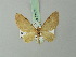  (Brabirodes peruviana - BC ZSM Lep 71971)  @11 [ ] CreativeCommons - Attribution Non-Commercial Share-Alike (2015) Axel Hausmann/Bavarian State Collection of Zoology (ZSM) SNSB, Zoologische Staatssammlung Muenchen