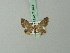  (Antimimistis attenuata - BC ZSM Lep 71974)  @11 [ ] CreativeCommons - Attribution Non-Commercial Share-Alike (2015) Axel Hausmann/Bavarian State Collection of Zoology (ZSM) SNSB, Zoologische Staatssammlung Muenchen