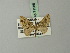  (Acasis himalayica - BC ZSM Lep 71985)  @11 [ ] CreativeCommons - Attribution Non-Commercial Share-Alike (2015) Axel Hausmann/Bavarian State Collection of Zoology (ZSM) SNSB, Zoologische Staatssammlung Muenchen